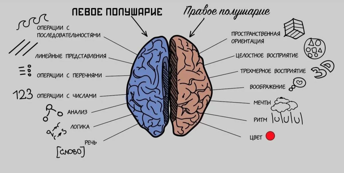 За что отвечают полушария мозга.