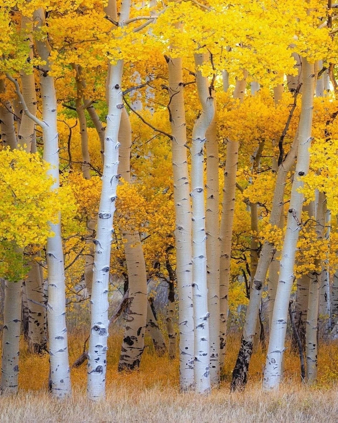 Золотая роща. 🍂🍂🍂