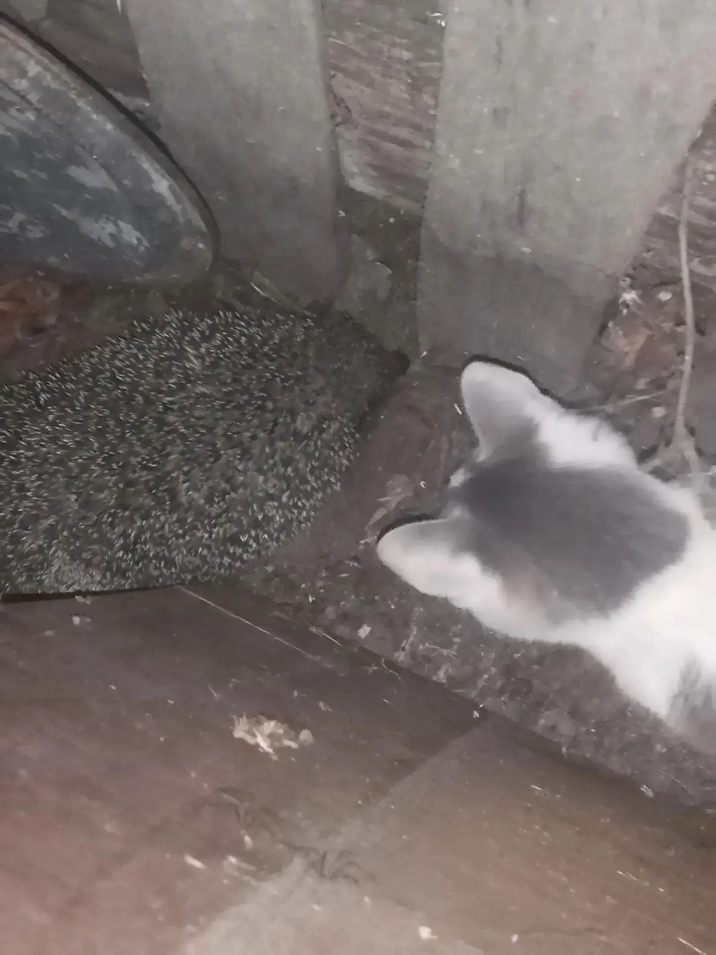 Кошка и Ёжик,который не успел уйти в туман...