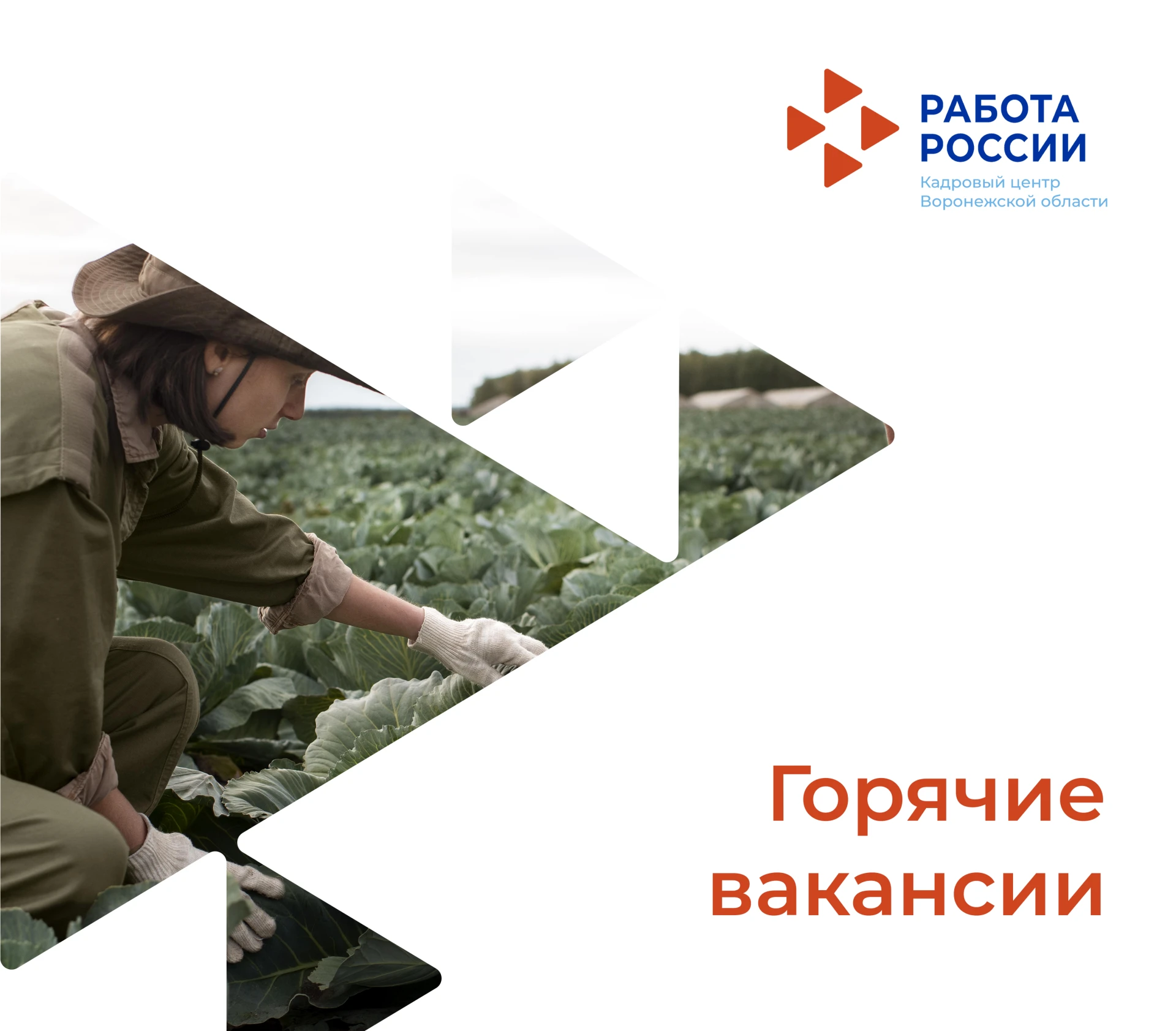 Представляем подборку горячих вакансий ко Дню работника сельского хозяйства и перерабат...