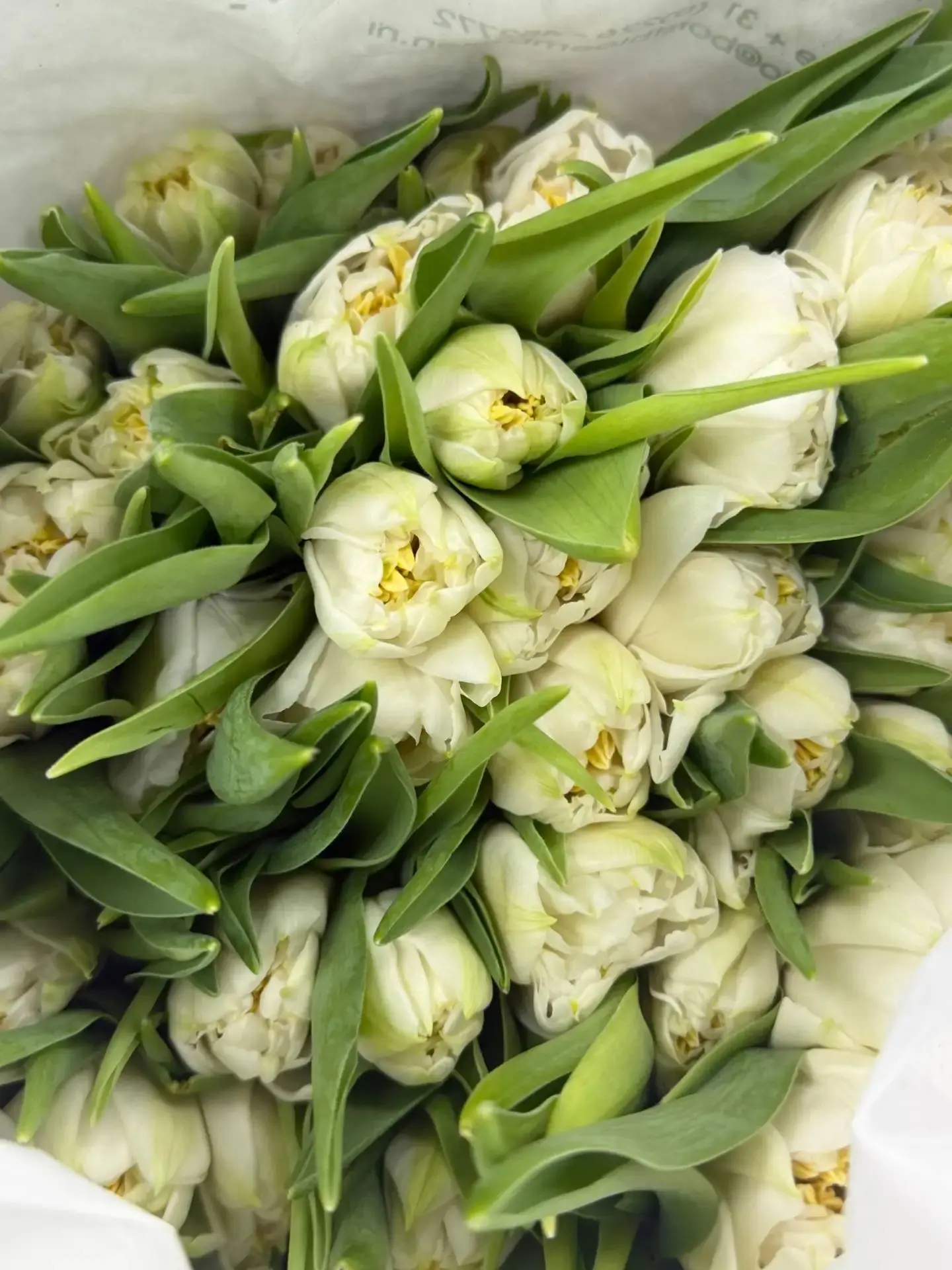 Тюльпаны кому интересно пишите.💐