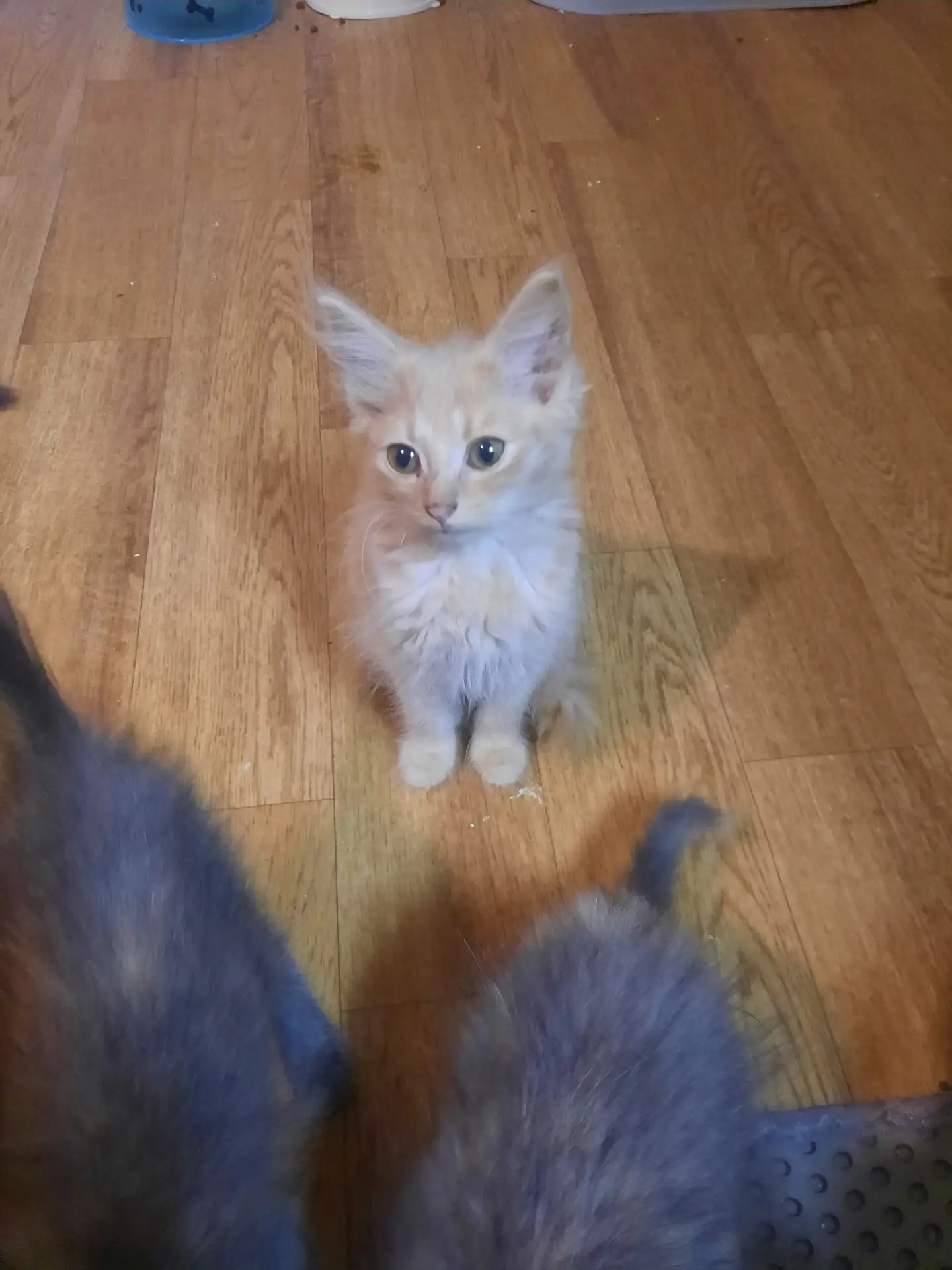🐱 Ищем самые добрые и ответственные руки для очаровательных пушистых котят! 🐾