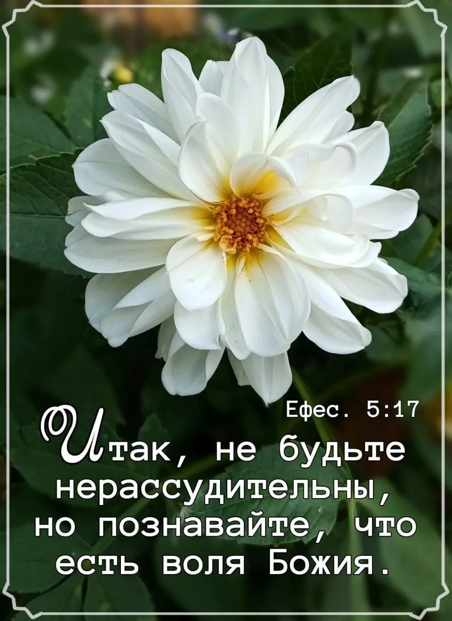 Божьей мудрости вам и мира! 🙏 🌸