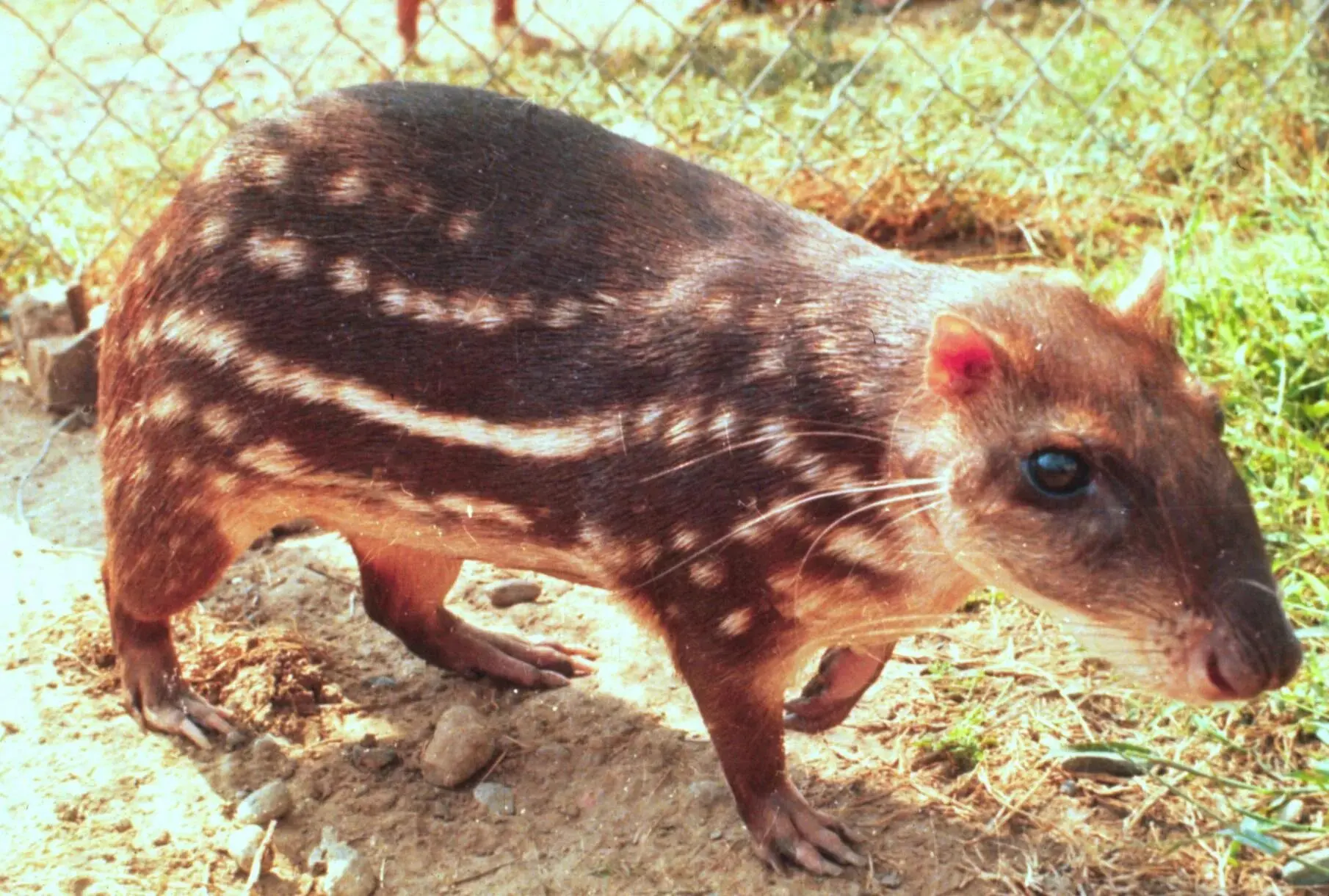 🐹 Пака (Cuniculus paca)