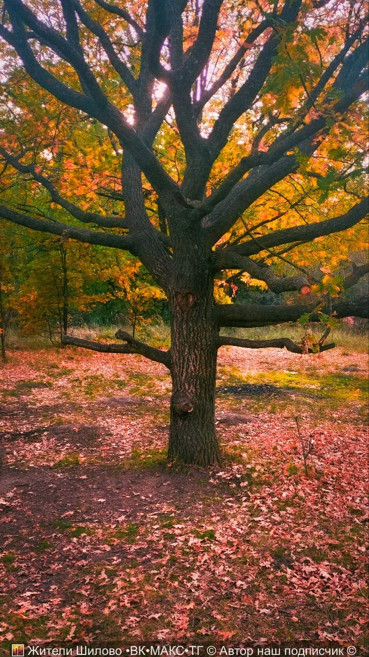 ❤️ А вы видели какое «любовное» дерево есть в нашем лесу 🌳 ?)