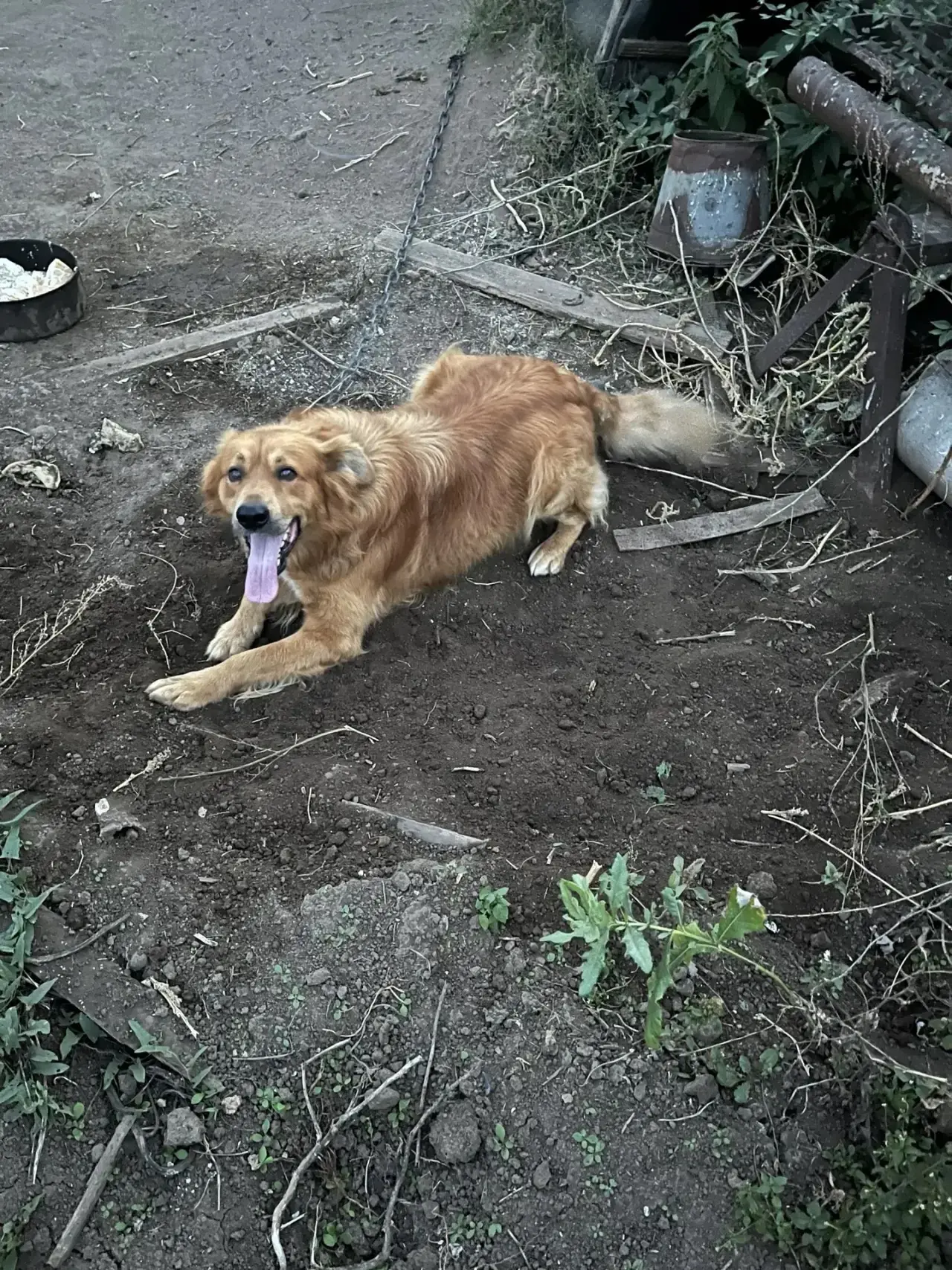 🐕 Отдаётся в добрые руки замечательный рыжий пёс ( Шарик), ему 8 лет. Все эти годы он ...