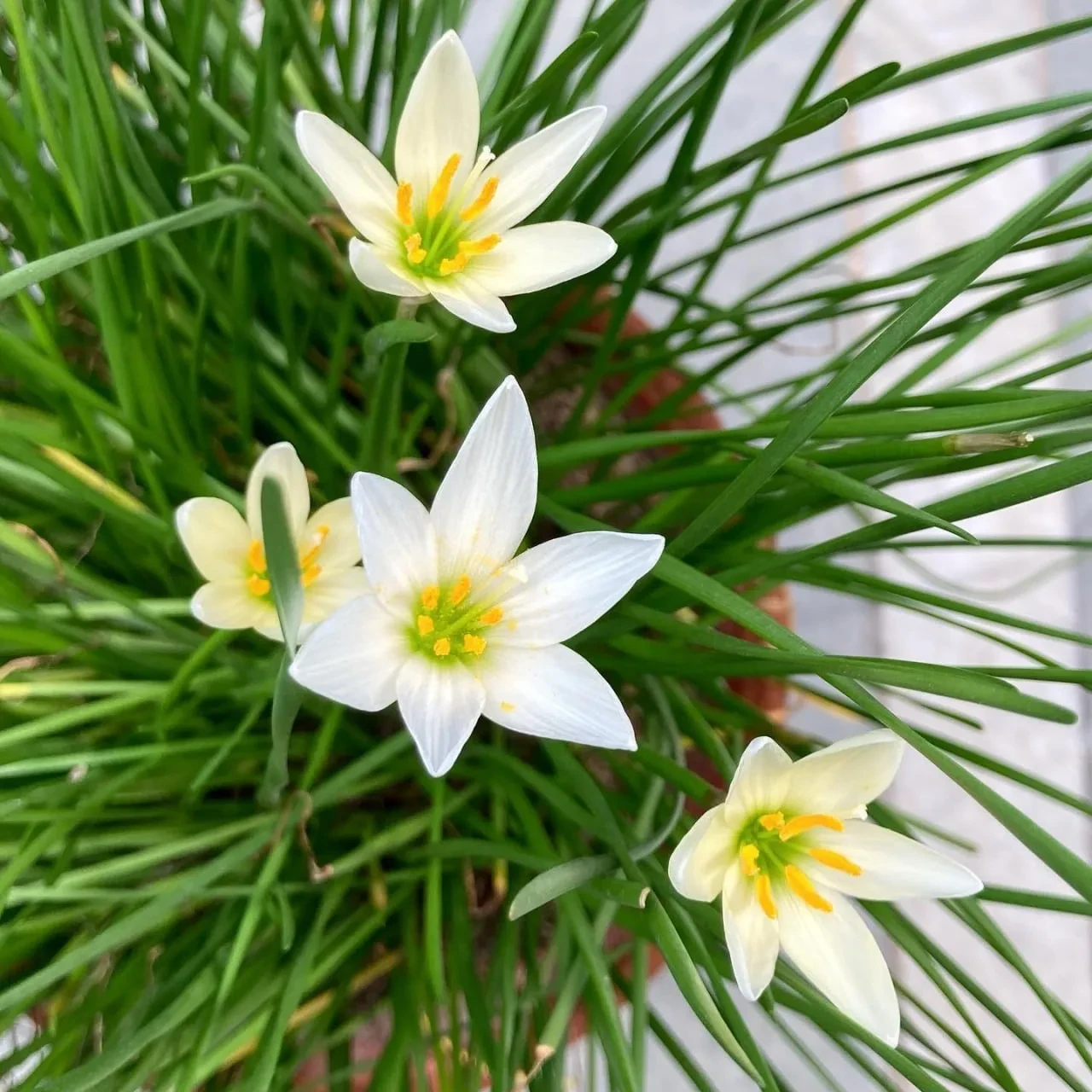 Зефирантес — цветок-«выскочка» 🌱