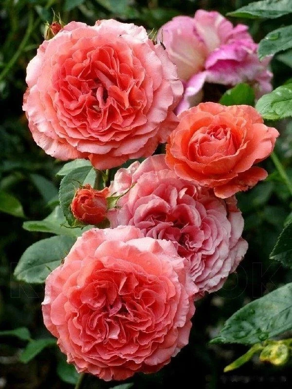 Роза Солейл Романтика (Soleil Romantica)