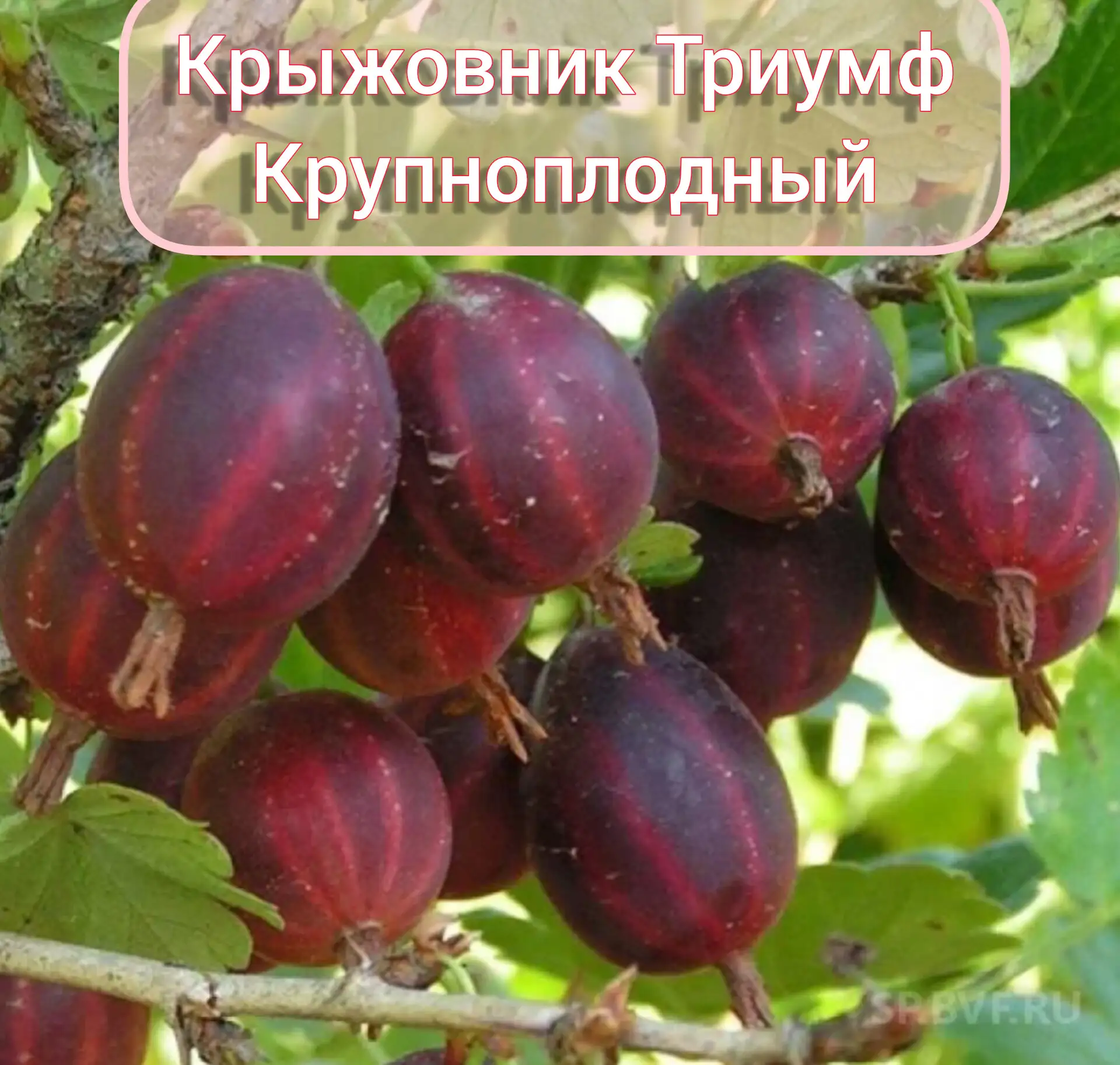 Крыжовник Крупноплодный Триумф саженцы однолетки 150 рублей
