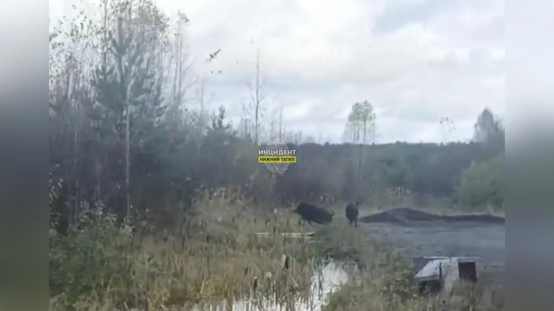 ⭕ Снова кабаны: в Ольховке дикие животные вышли к домам на Большой Кольцевой