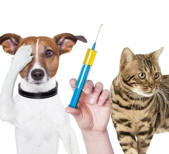 🐾 Бесплатная вакцинация и регистрация домашних животных в Центральном округе