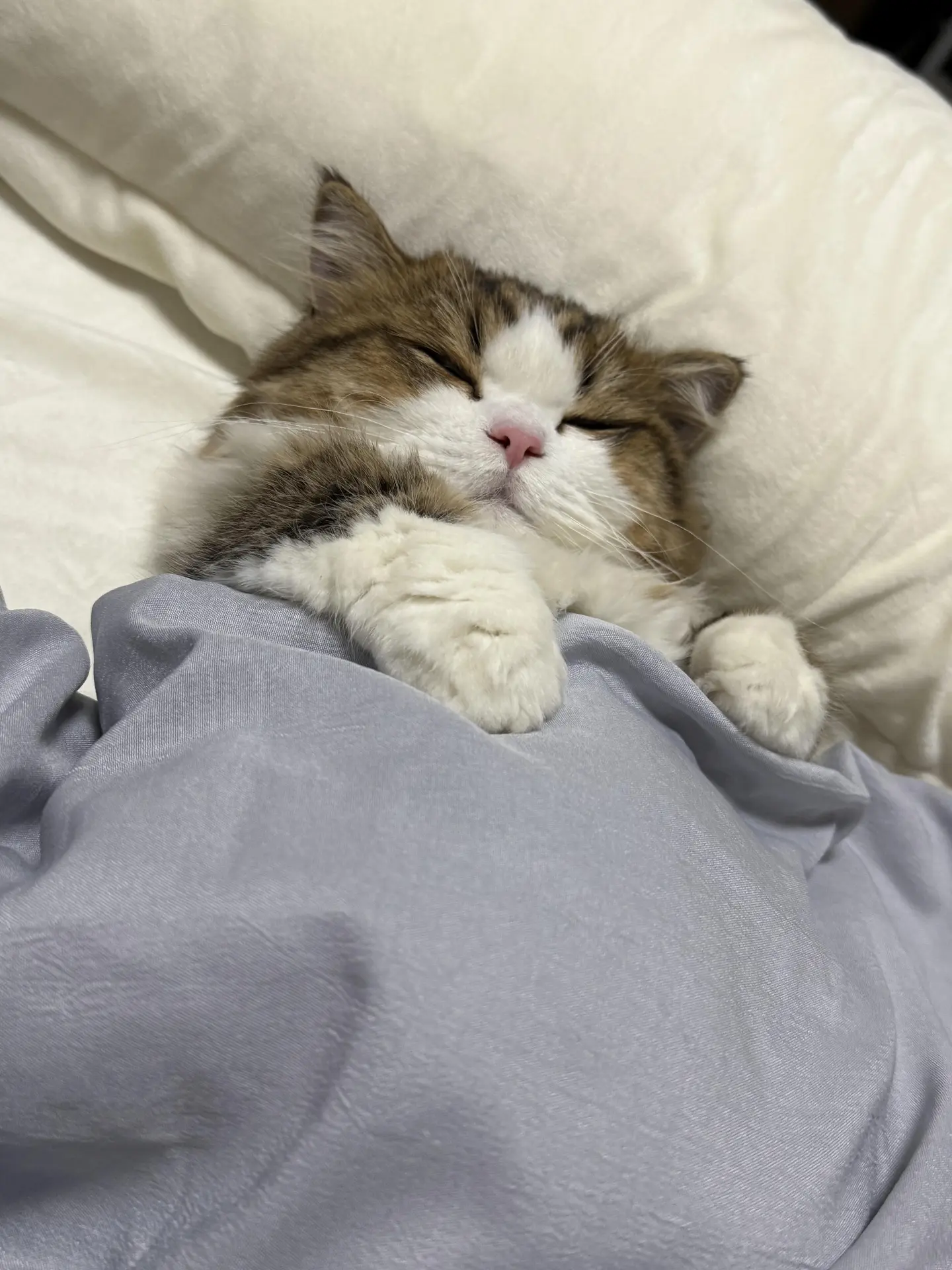 Спокойной ночи, котятки 😸🌃😴