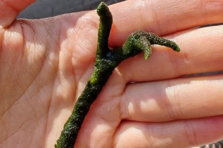 🌿 Необычная находка в Карелии