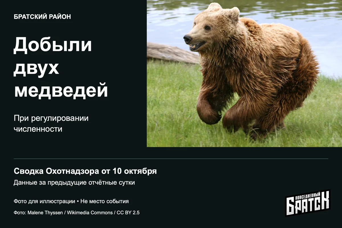 В Братском районе добыли двух медведей при регулировании численности