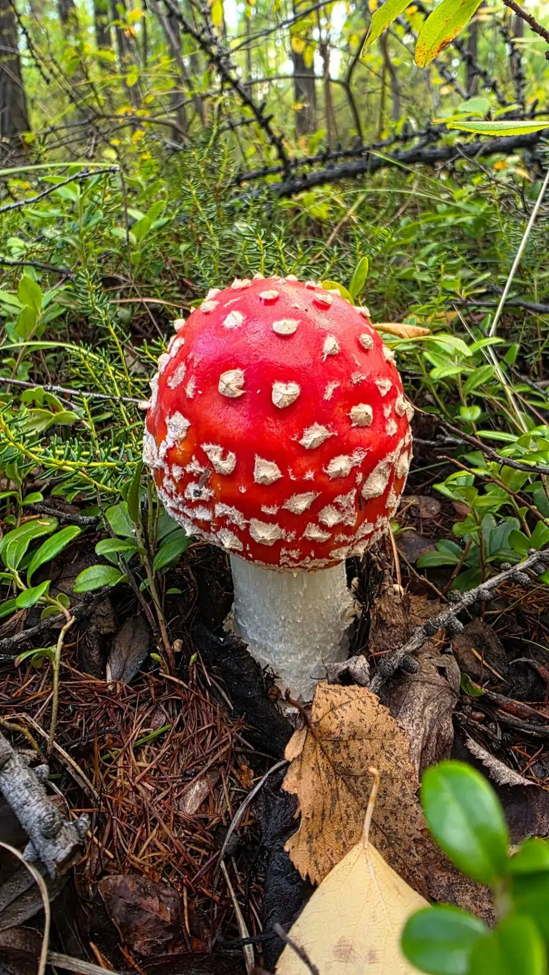 💬 "Красавчик 🍄"