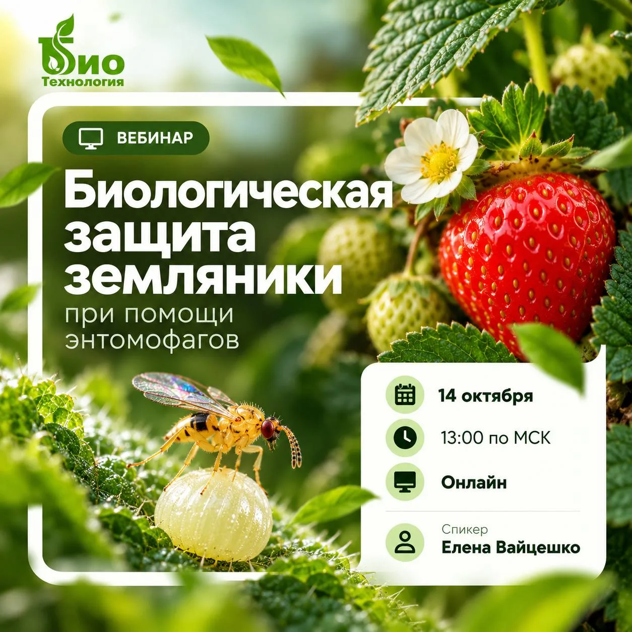 🍓 Как защитить землянику от вредителей с помощью энтомофагов?