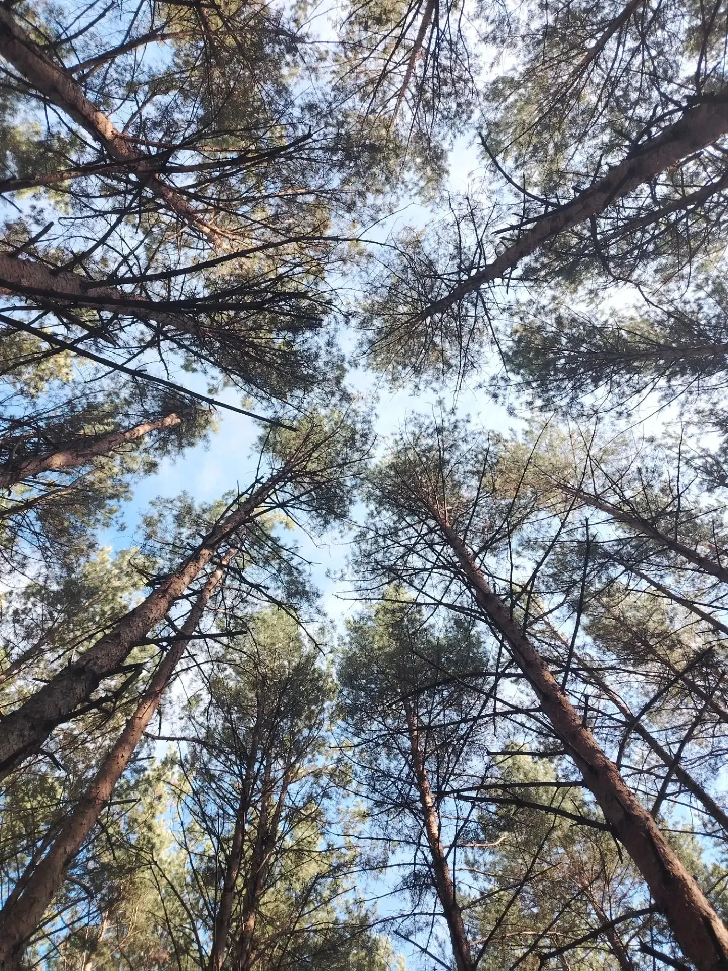 #лесной_калейдоскоп