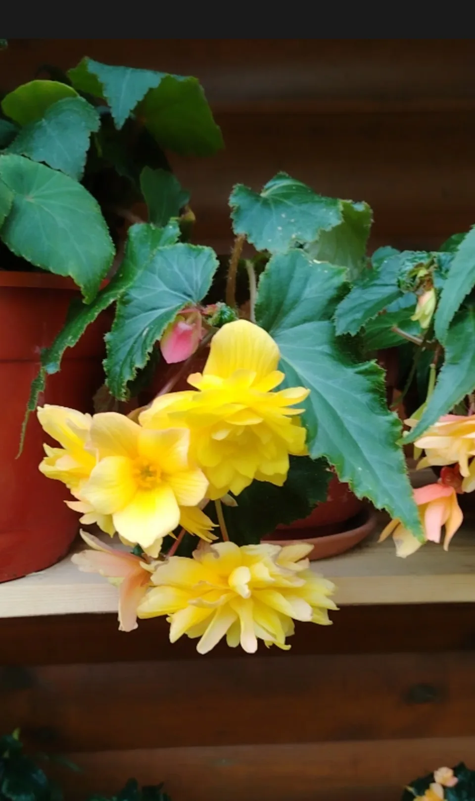 🌺Про укоренение бегонии🌺