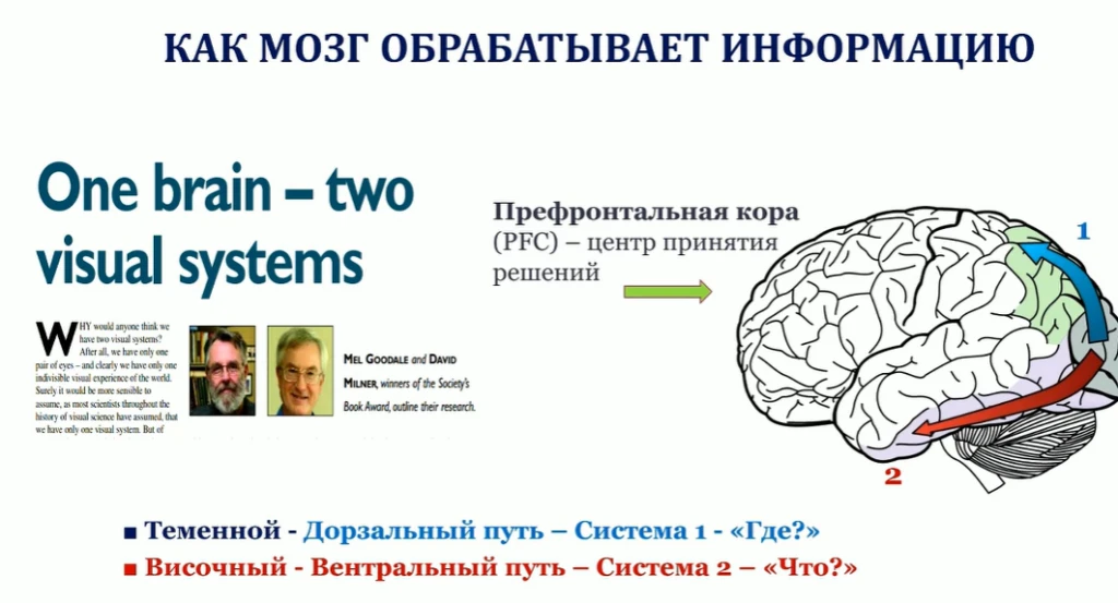 Поведенческая экономика: не чуя броду, не суйся в турбулентность