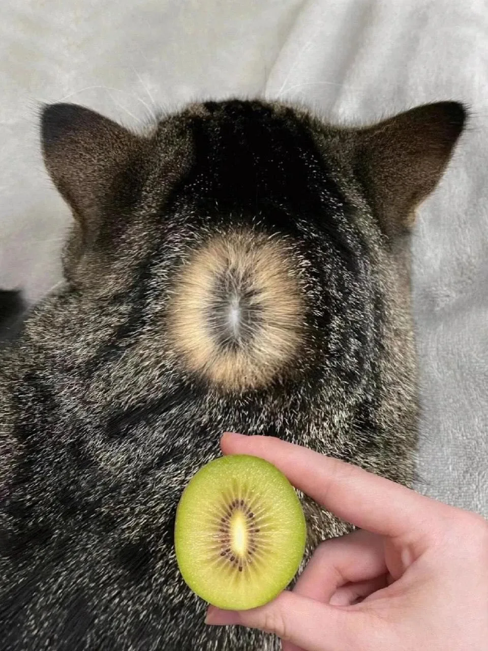 Коты на 90% состоят из киви 🤭