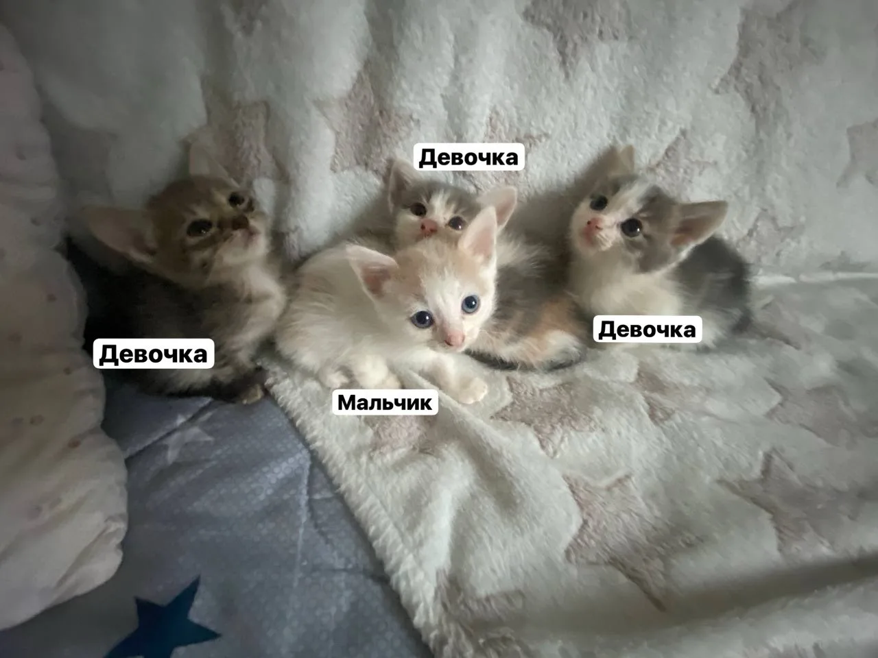 Отдам милых, добрых котят в добрые руки, котята игривые, к лотку приучены, кушают сами