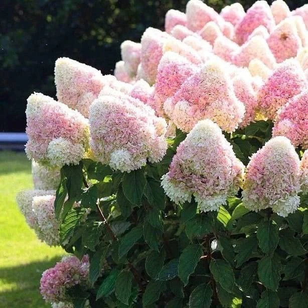 Шикарное цветение гортензий 😍