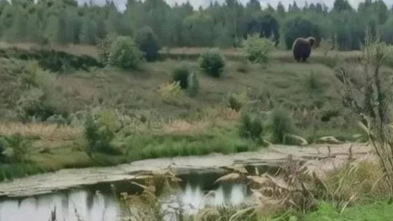 Медведей заметили возле населённых пунктов в Рязанской области
