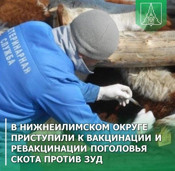 В Нижнеилимском округе приступили к вакцинации и ревакцинации поголовья скота против за...