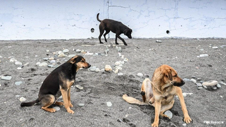 🐕 В Прикамье планируют построить пять приютов для бездомных собак