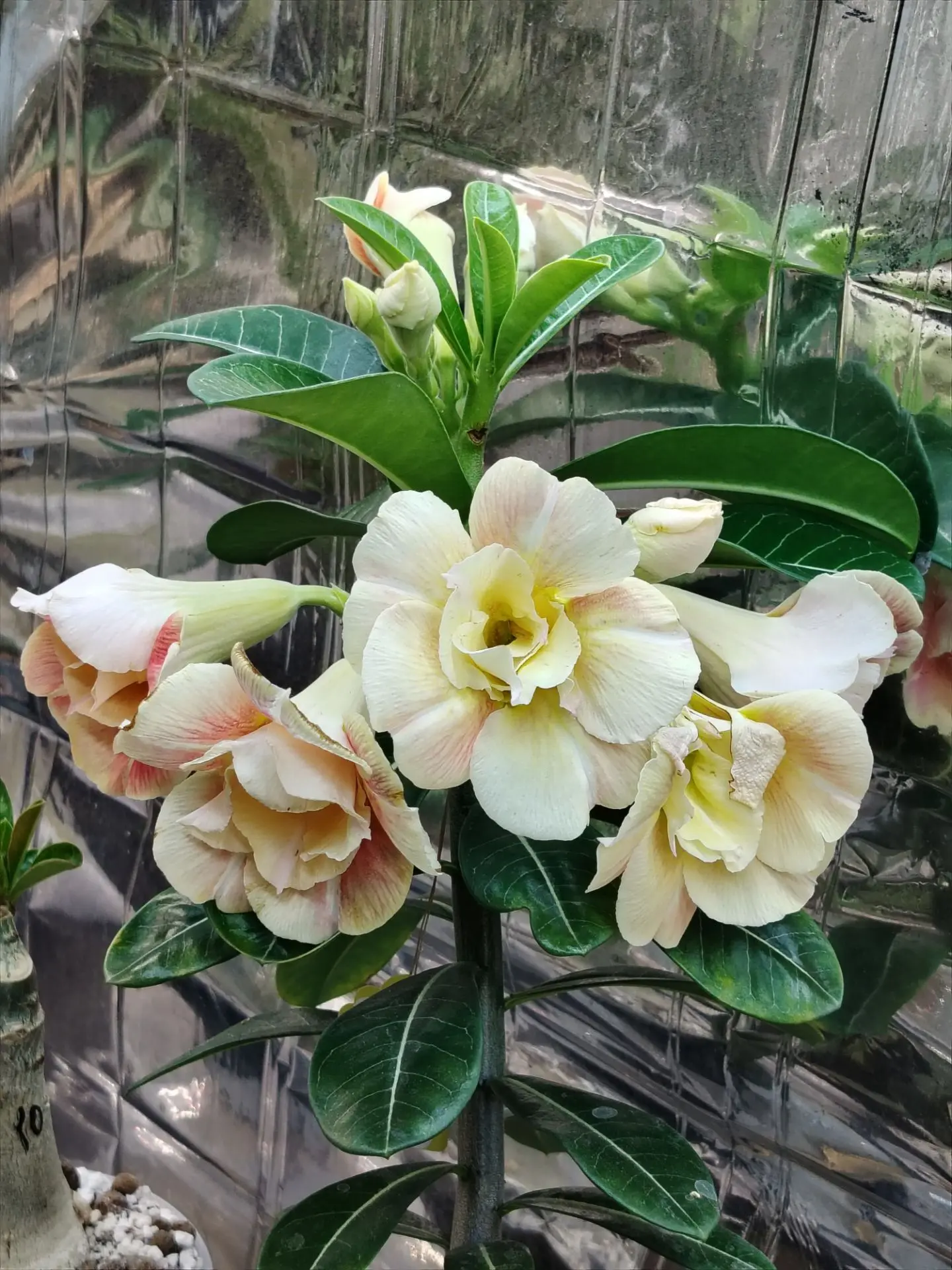 Еще немно зацветашек, 💐♥️‼️