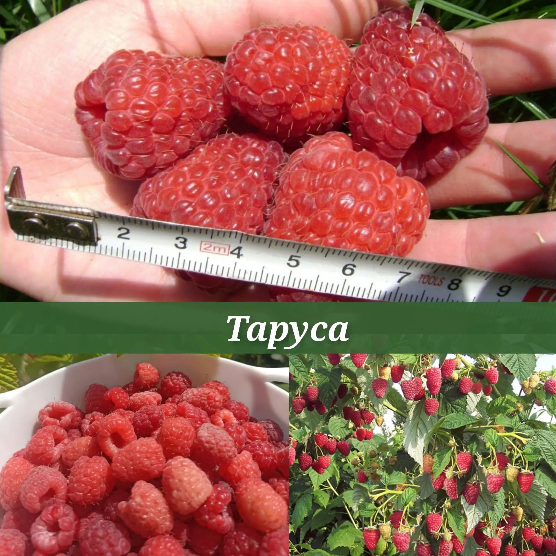 ❤😍Малина "Таруса" прямостоячая крепкая урожайная летняя малина без шипов!