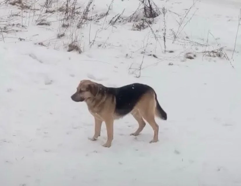 🐾 ПРОПАЛ ПЁС! 🐾