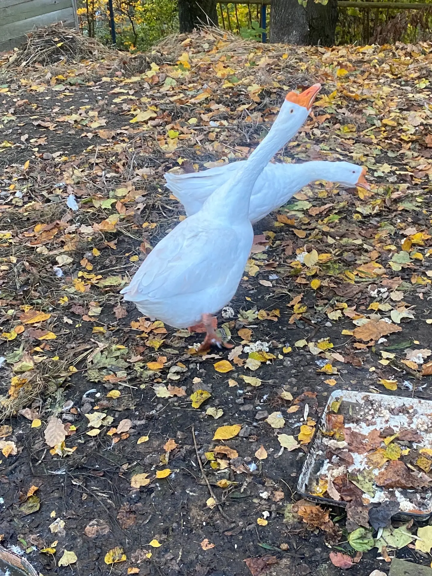 Наши курочки — маленькие героини дня 🐔🥚