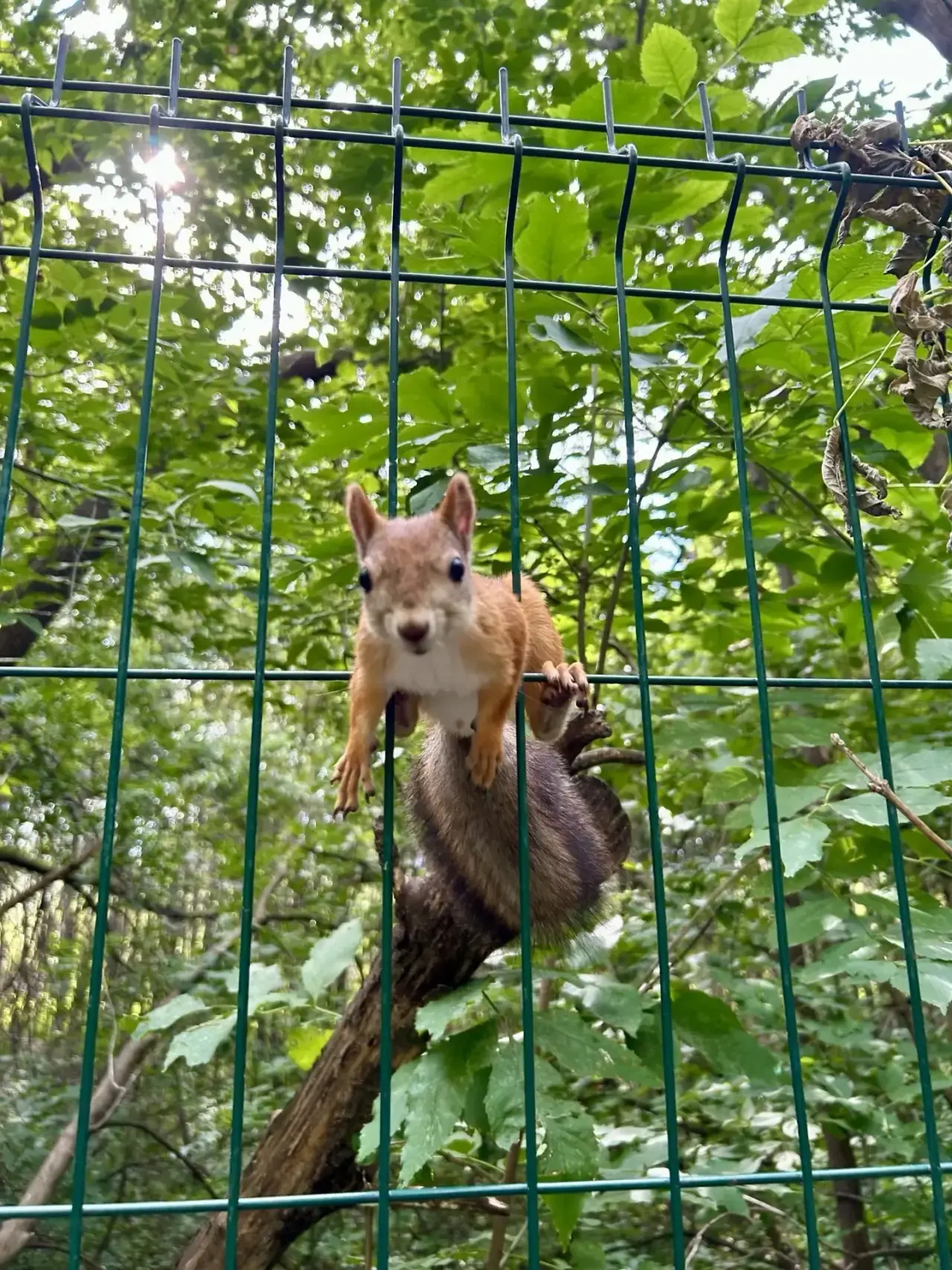 🌿Всем хорошего воскресенья!