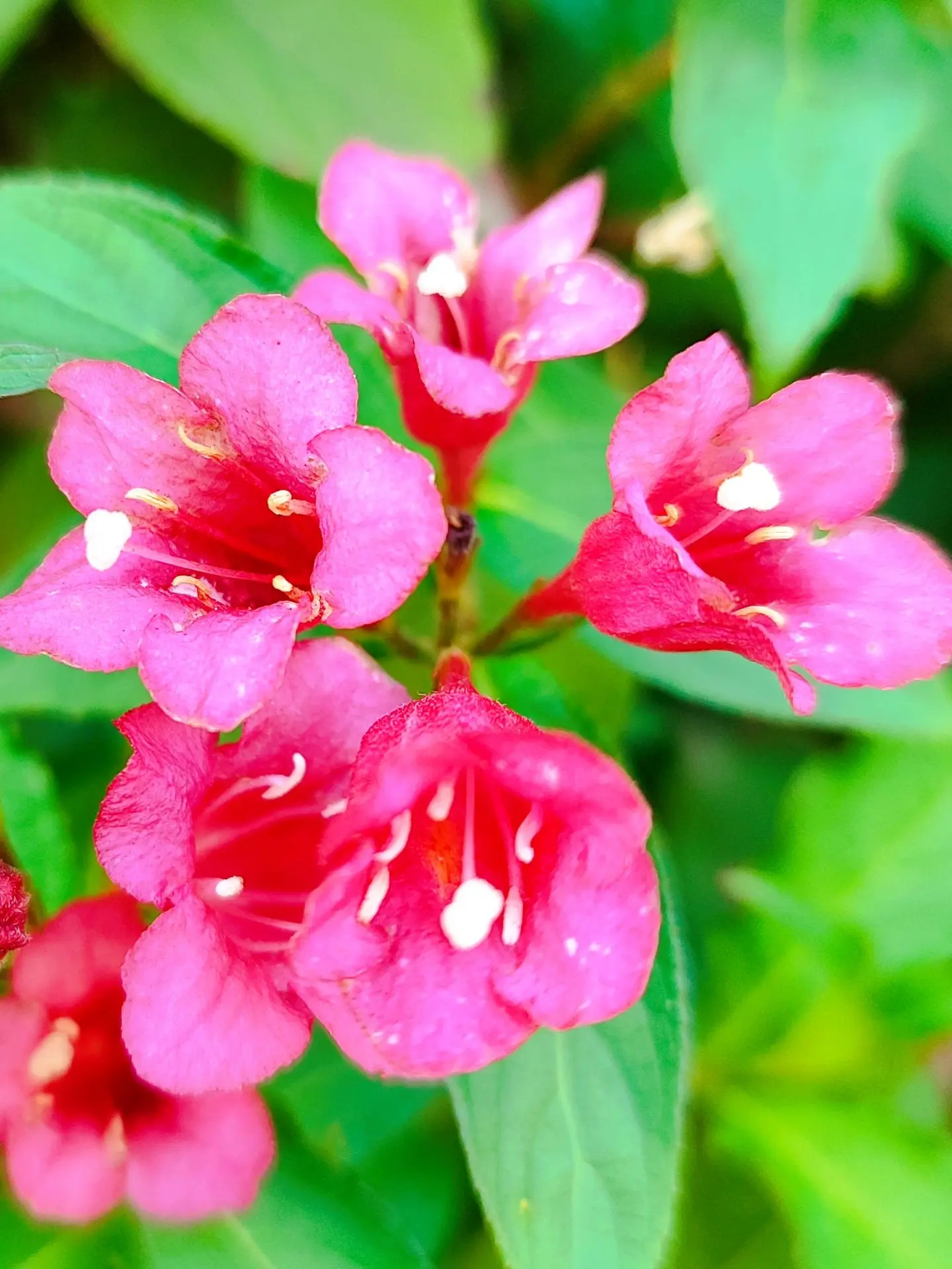 Сегодня гуляла и заметила сколько цветов вокруг 🌸🌺🌼 И, вроде бы, уже осень 🍂