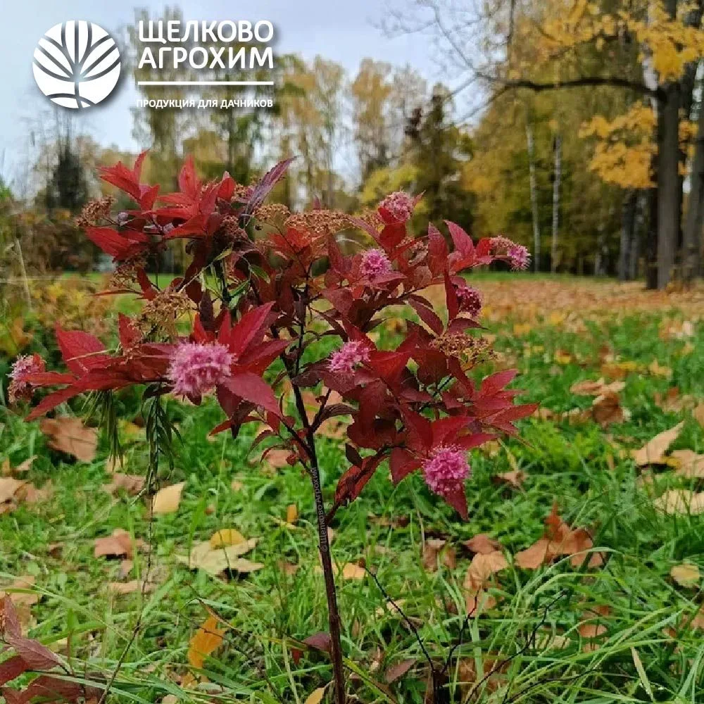 🍁 Доброе утро, дорогие подписчики!