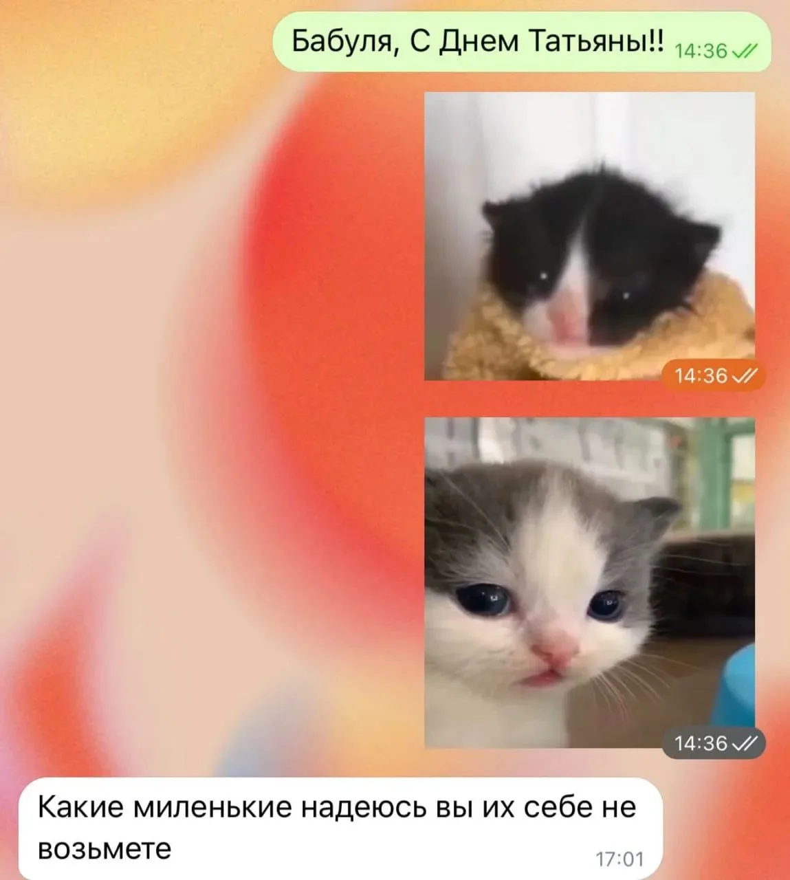 Внуки поздравили бабушку с Татьяниным днём и скинули стикеры котят, а в ответ получили:...