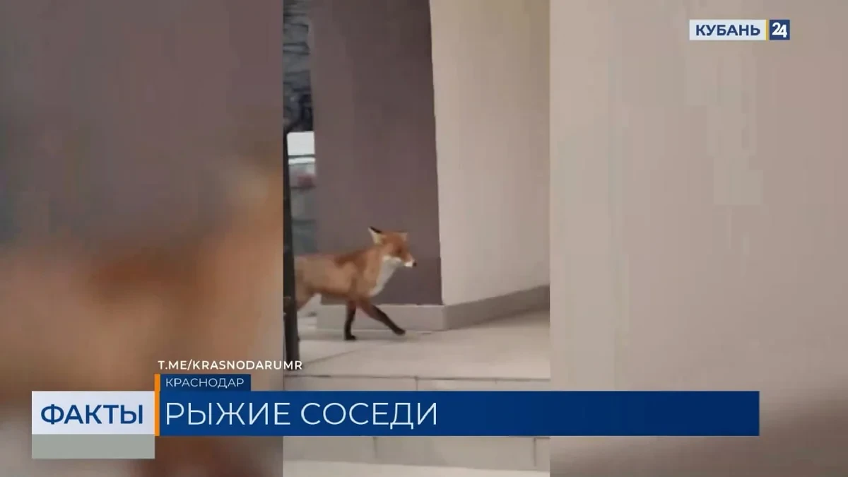 🌿 В Краснодарском крае дикие лисы массово появляются возле людей