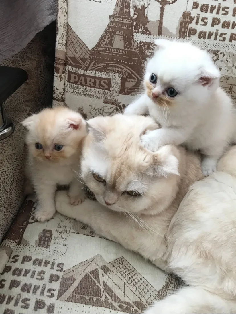 🐈Когда папу оставили одного с детьми-выглядит так🐈🙃🙂