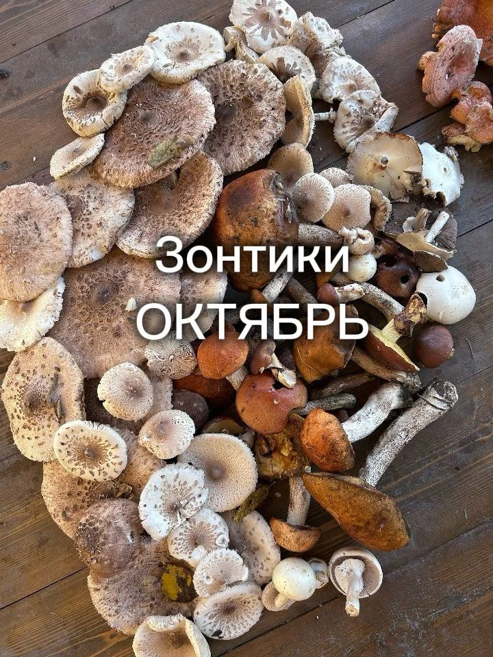 🍄‍🟫 Ещё раз сходили за грибами в горы