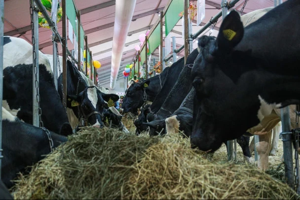🐄 Ленобласть обеспечила скот кормами на зиму