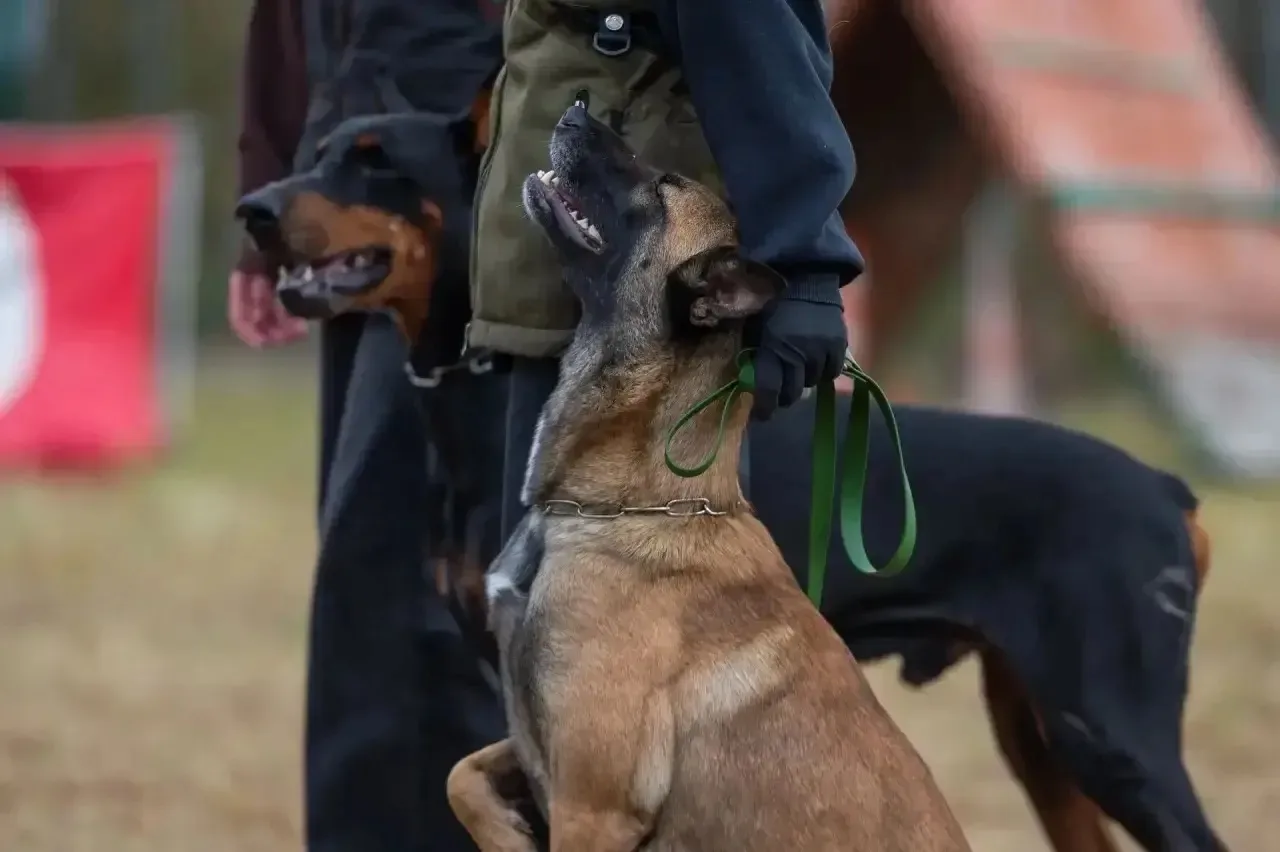 Экзамен на результат: 29 студентов-кинологов покорили новые высоты 🐕‍🦺
