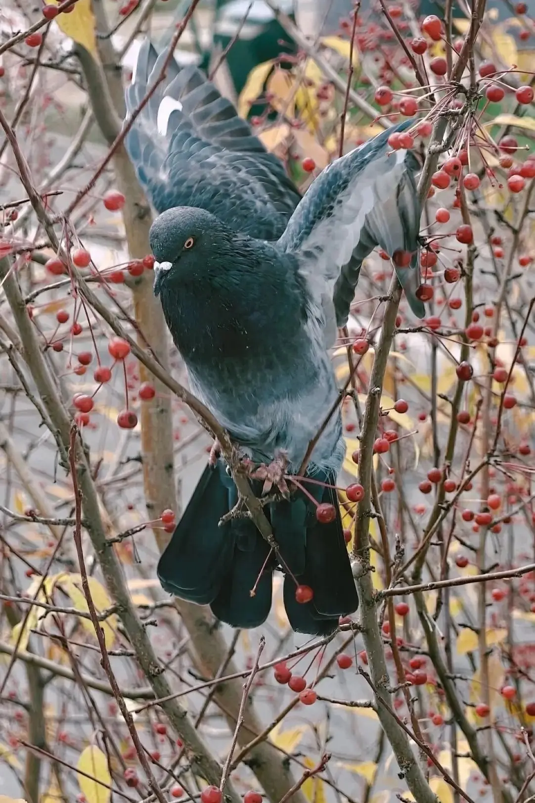 Наши сибирские " орлы". 🦅 Красивое рядом!