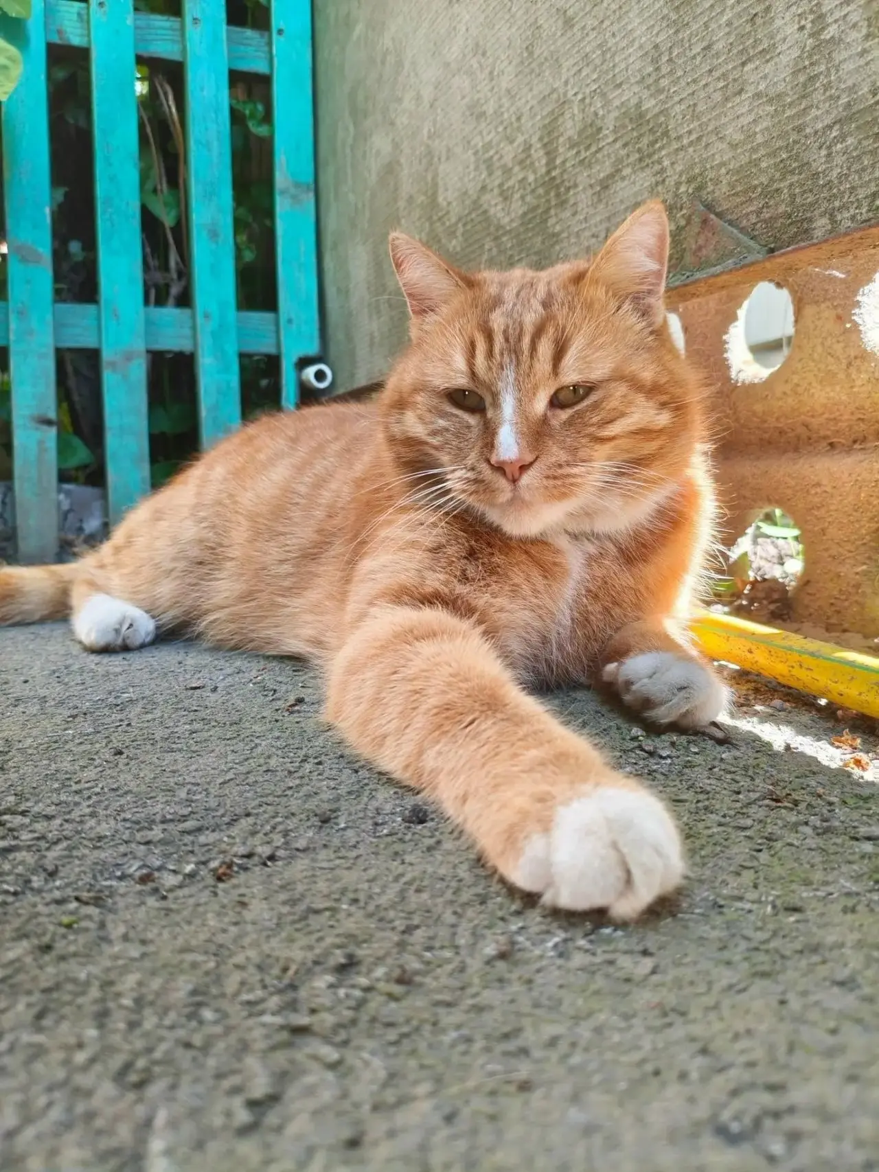 🐈 Добрый день,пропал кот в районе ул.Панфилова-Б.Хмельницкого, зовут Персик.Может кто-...