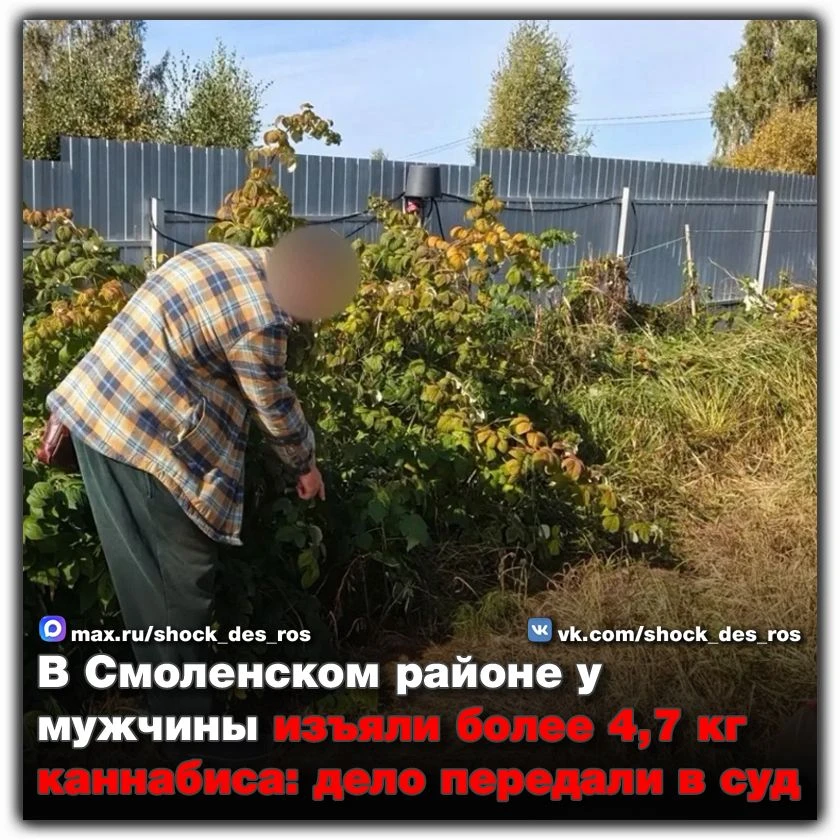🔴 В Смоленском районе у мужчины изъяли более 4,7 кг каннабиса: дело передали в суд
