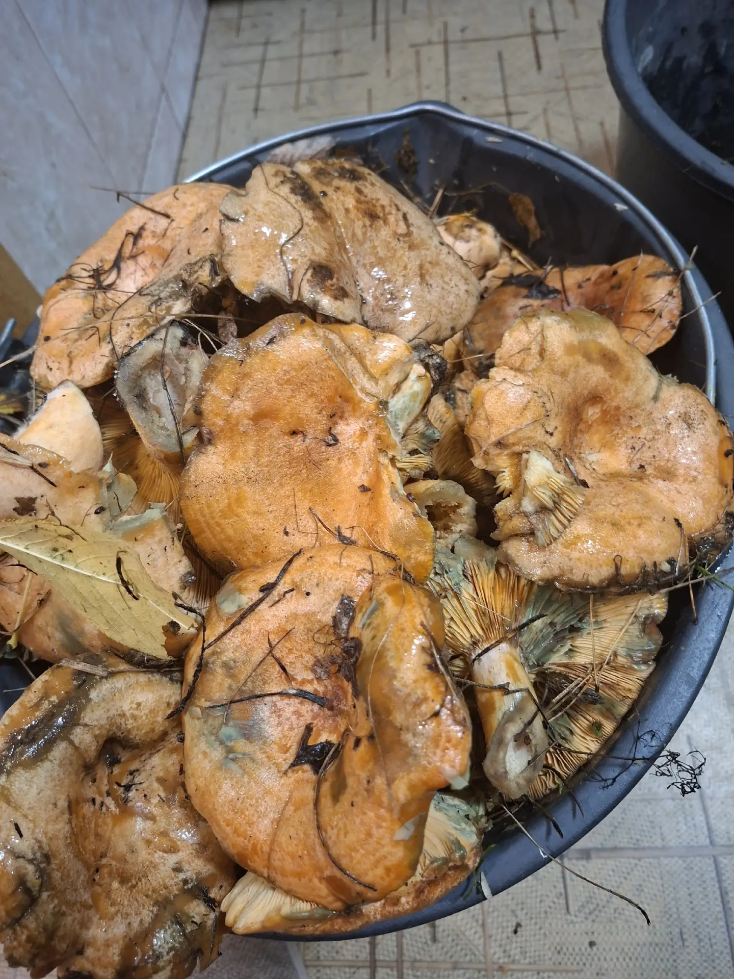 Продам свежие рыжики только из леса, из за дождя они в листве и иголках, но свжайшие, т...