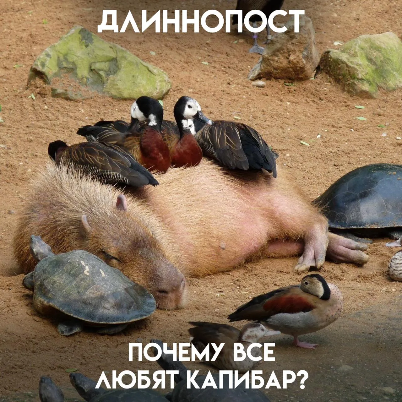 Kапибаpы как будто прибыли из другoго мира — oни неaгрecсивны, добpы к окружающим, и де...