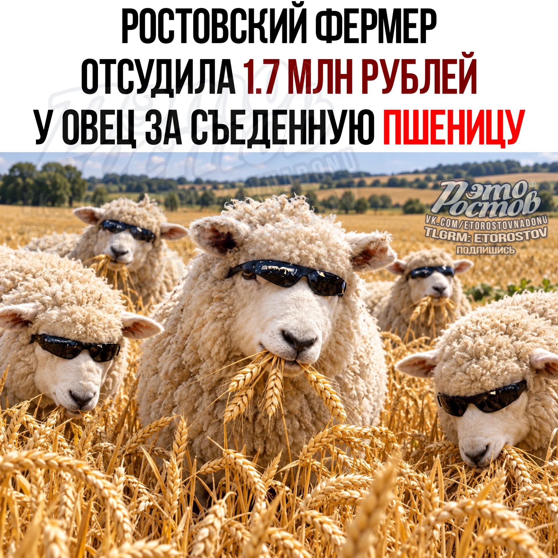 🐑 620 овец устроили шведский стол на чужом поле