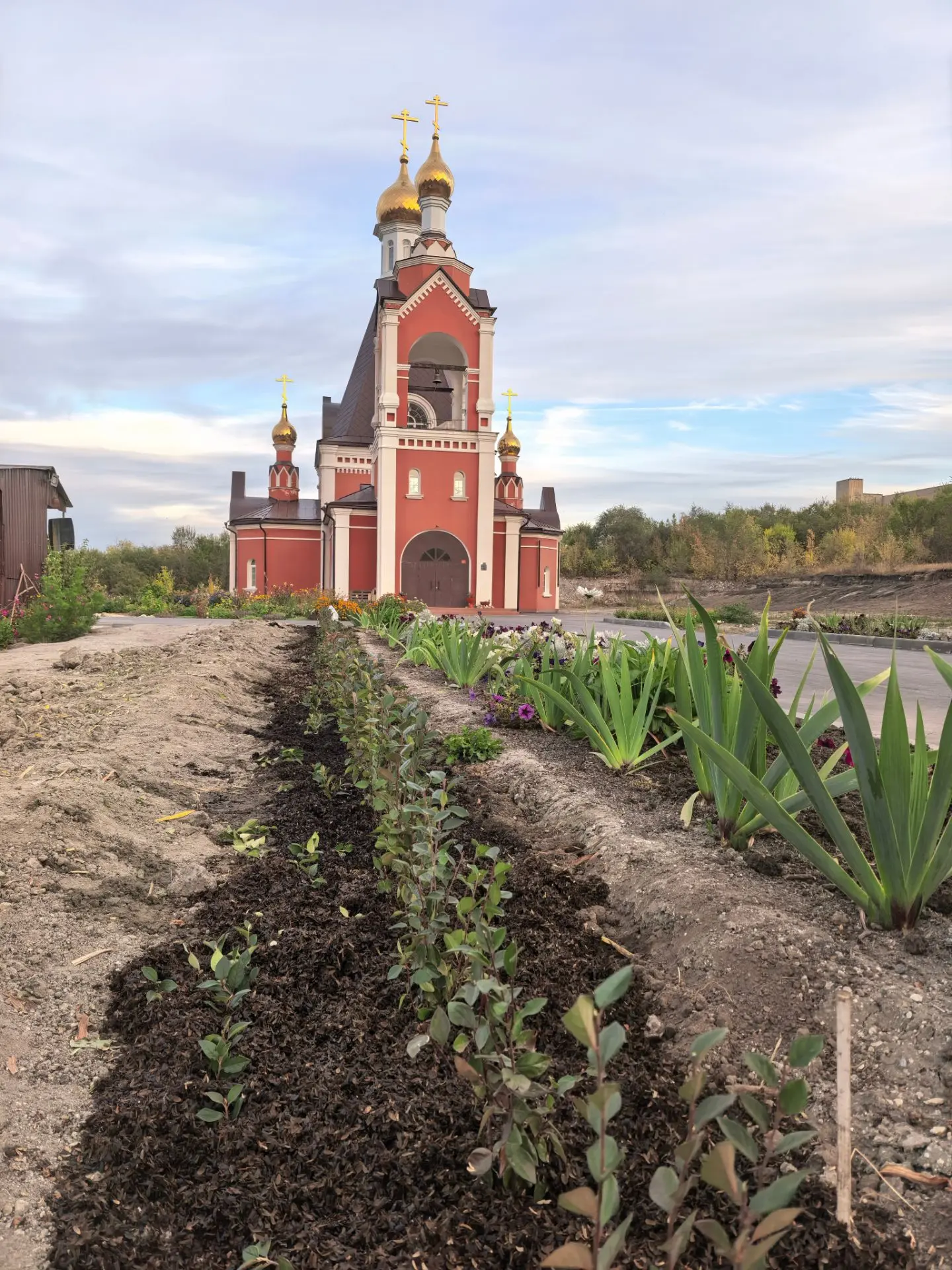 Сегодня сестры высадили кизильник, который в будущем будет кустарником, после пострижен...