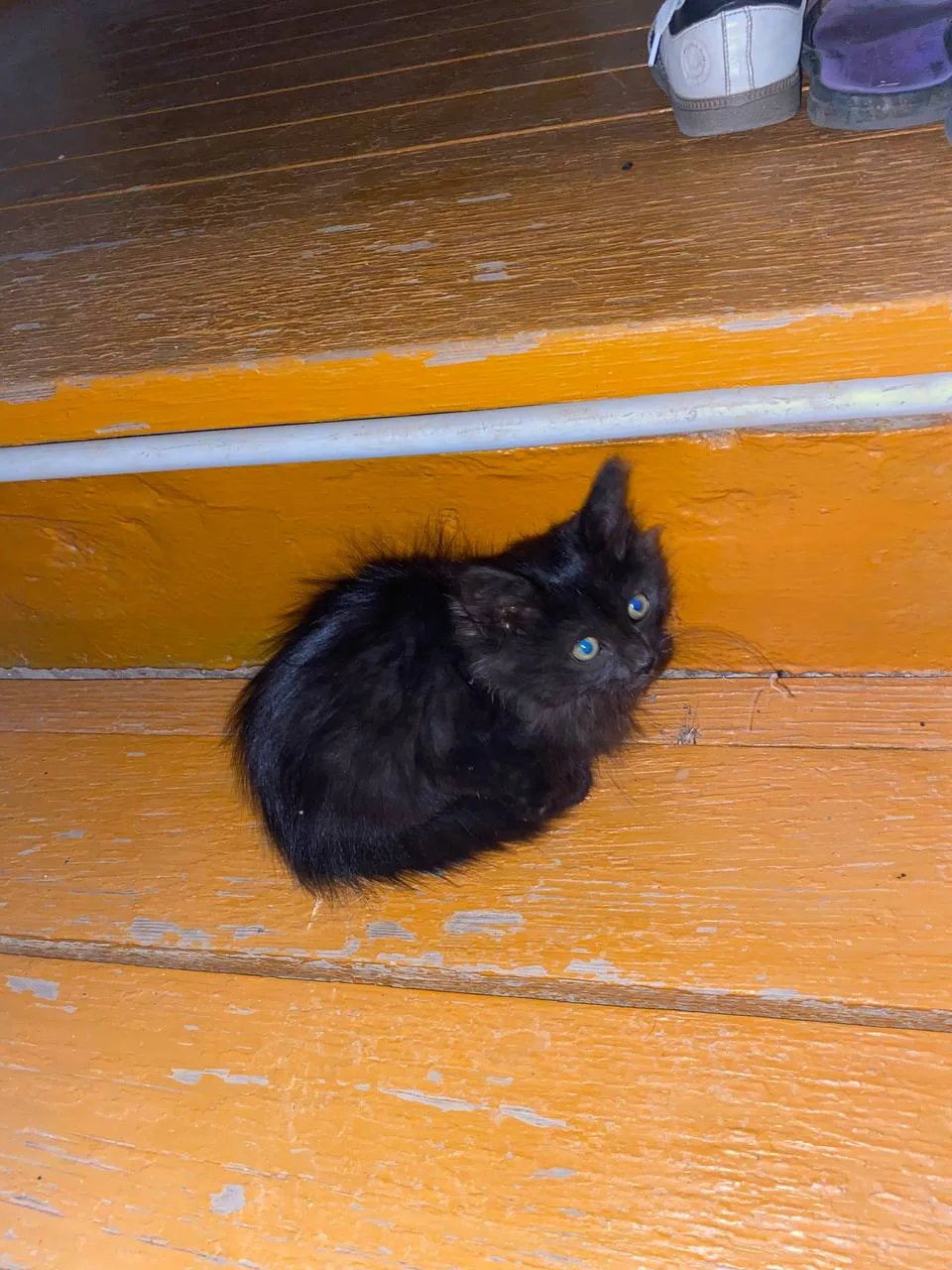 🐾Котята в добрые руки! 2 мальчика и 1 девочка. Скоро зима, ищут тёплый дом и добрых хо...